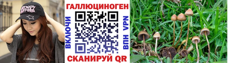 Псилоцибиновые грибы Psilocybine cubensis  kraken как зайти  Хотьково 